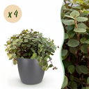 Zimmerpflanze - Calissia repens - Katzengras - Haustierfreundlich - Grün - 4 Pflanzen - mit Potter Grau - Topf 12cm - Höhe 17-20cm