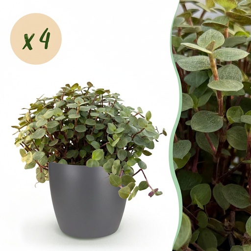 "Kriechendes Schönpolster 4er-Set (Callisia repens) – pflegeleichte Zimmerpflanze, im Übertopf, Topf-Ø 12 cm, Höhe ca. 17–20 cm image"