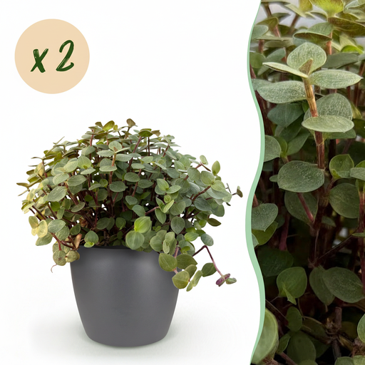 "Zimmerpflanze - Calissia repens - Katzengras - Haustierfreundlich - Grün - 2 Pflanzen - mit Potter Grau - Topf 12cm - Höhe 17-20cm image"