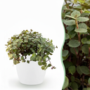 Zimmerpflanze - Calissia repens - Katzengras - Haustierfreundlich - Grün - 1 Pflanze - mit Potter Weiß - Topf 12cm - Höhe 17-20cm
