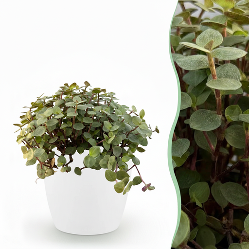 "Zimmerpflanze - Calissia repens - Katzengras - Haustierfreundlich - Grün - 1 Pflanze - mit Potter Weiß - Topf 12cm - Höhe 17-20cm image"