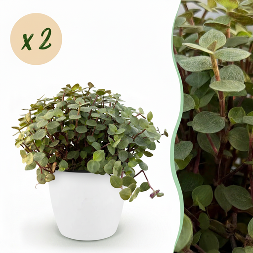 "Zimmerpflanze - Calissia repens - Katzengras - Haustierfreundlich - Grün - 2 Pflanzen - mit Potter Weiß - Topf 12cm - Höhe 17-20cm image"