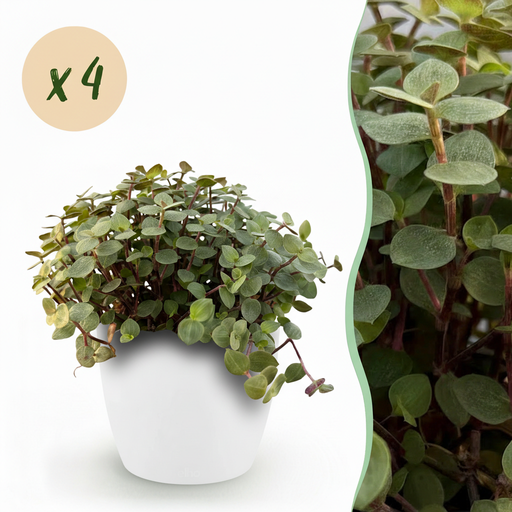 "Zimmerpflanze - Calissia repens - Katzengras - Haustierfreundlich - Grün - 4 Pflanzen - mit Potter Weiß - Topf 12cm - Höhe 17-20cm image"