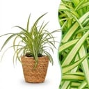Zimmerpflanze - Chlorophytum comosum Variegatum - Bunte Graslilie - Haustierfreundliche Pflanze - Grün - 1 Pflanze - mit Korb - Topf 12cm - Höhe 20cm