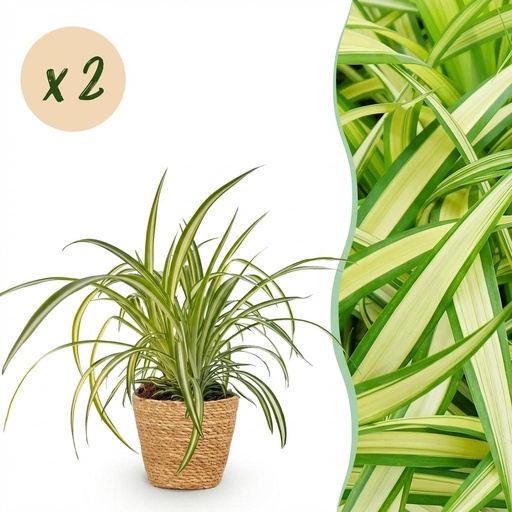"Zimmerpflanze - Chlorophytum comosum Variegatum - Bunte Graslilie - Haustierfreundliche Pflanze - Grün - 2 Pflanzen - mit Korb - Topf 12cm - Höhe 20cm image"