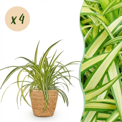 "Zimmerpflanze - Chlorophytum comosum Variegatum - Bunte Graslilie - Haustierfreundliche Pflanze - Grün - 4 Pflanzen - mit Korb - Topf 12cm - Höhe 20cm image"