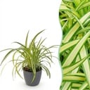 Zimmerpflanze - Chlorophytum comosum Variegatum - Bunte Graslilie - Haustierfreundliche Pflanze - Grün - 1 Pflanze - mit Potter Grau - Topf 12cm - Höhe 20cm