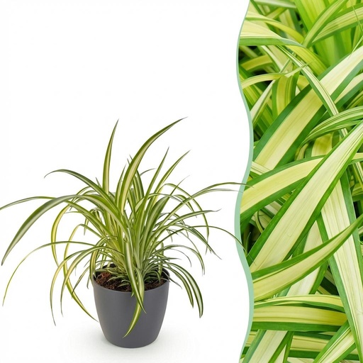 "Zimmerpflanze - Chlorophytum comosum Variegatum - Bunte Graslilie - Haustierfreundliche Pflanze - Grün - 1 Pflanze - mit Potter Grau - Topf 12cm - Höhe 20cm image"