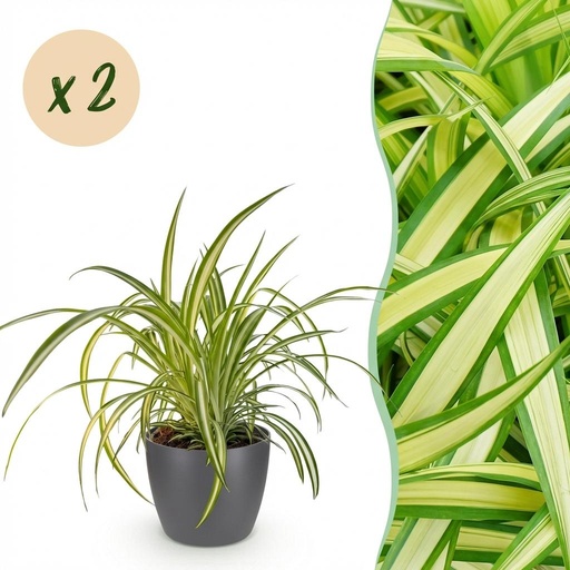 "Zimmerpflanze - Chlorophytum comosum Variegatum - Bunte Graslilie - Haustierfreundliche Pflanze - Grün - 2 Pflanzen - mit Potter Grau - Topf 12cm - Höhe 20cm image"