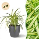 Zimmerpflanze - Chlorophytum comosum Variegatum - Bunte Graslilie - Haustierfreundliche Pflanze - Grün - 4 Pflanzen - mit Potter Grau - Topf 12cm - Höhe 20cm