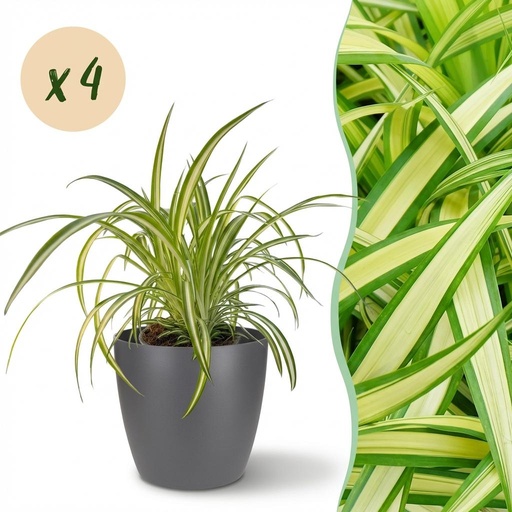 "Zimmerpflanze - Chlorophytum comosum Variegatum - Bunte Graslilie - Haustierfreundliche Pflanze - Grün - 4 Pflanzen - mit Potter Grau - Topf 12cm - Höhe 20cm image"