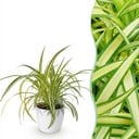 Zimmerpflanze - Chlorophytum comosum Variegatum - Bunte Graslilie - Haustierfreundliche Pflanze - Grün - 1 Pflanze - mit Potter Weiß - Topf 12cm - Höhe 20cm