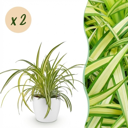 "Zimmerpflanze - Chlorophytum comosum Variegatum - Bunte Graslilie - Haustierfreundliche Pflanze - Grün - 2 Pflanzen - mit Potter Weiß - Topf 12cm - Höhe 20cm image"
