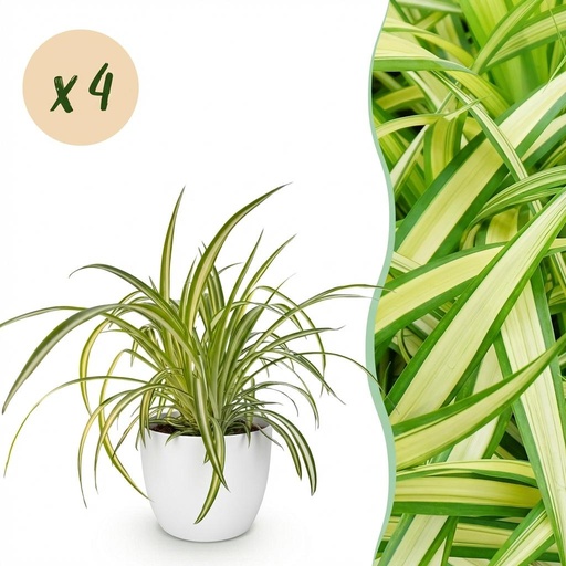 "Zimmerpflanze - Chlorophytum comosum Variegatum - Bunte Graslilie - Haustierfreundliche Pflanze - Grün - 4 Pflanzen - mit Potter Weiß - Topf 12cm - Höhe 20cm image"