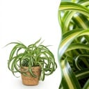 Zimmerpflanze - Chlorophytum comosum Bonnie - Lockige Graslilie - Haustierfreundliche Pflanze - Grün - 1 Pflanze - mit Korb - Topf 12cm - Höhe 20cm