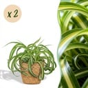 Zimmerpflanze - Chlorophytum comosum Bonnie - Lockige Graslilie - Haustierfreundliche Pflanze - Grün - 2 Pflanzen - mit Korb - Topf 12cm - Höhe 20cm