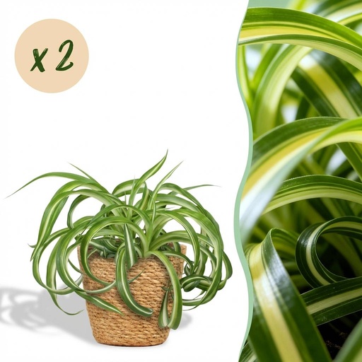"Zimmerpflanze - Chlorophytum comosum Bonnie - Lockige Graslilie - Haustierfreundliche Pflanze - Grün - 2 Pflanzen - mit Korb - Topf 12cm - Höhe 20cm image"