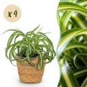 Zimmerpflanze - Chlorophytum comosum Bonnie - Lockige Graslilie - Haustierfreundliche Pflanze - Grün - 4 Pflanzen - mit Korb - Topf 12cm - Höhe 20cm