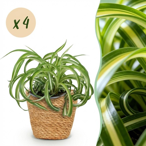 "Zimmerpflanze - Chlorophytum comosum Bonnie - Lockige Graslilie - Haustierfreundliche Pflanze - Grün - 4 Pflanzen - mit Korb - Topf 12cm - Höhe 20cm image"