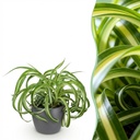 Zimmerpflanze - Chlorophytum comosum Bonnie - Lockige Graslilie - Haustierfreundliche Pflanze - Grün - 1 Pflanze - mit Potter Grau - Topf 12cm - Höhe 20cm