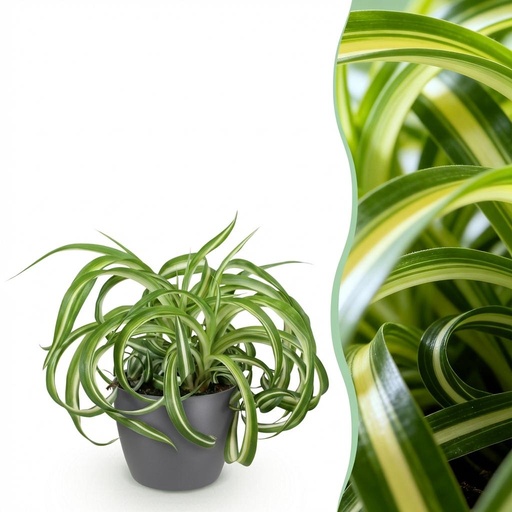 "Zimmerpflanze - Chlorophytum comosum Bonnie - Lockige Graslilie - Haustierfreundliche Pflanze - Grün - 1 Pflanze - mit Potter Grau - Topf 12cm - Höhe 20cm image"