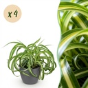 Zimmerpflanze - Chlorophytum comosum Bonnie - Lockige Graslilie - Haustierfreundliche Pflanze - Grün - 4 Pflanzen - mit Potter Grau - Topf 12cm - Höhe 20cm