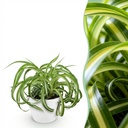 Zimmerpflanze - Chlorophytum comosum Bonnie - Lockige Graslilie - Haustierfreundliche Pflanze - Grün - 1 Pflanze - mit Potter Weiß - Topf 12cm - Höhe 20cm