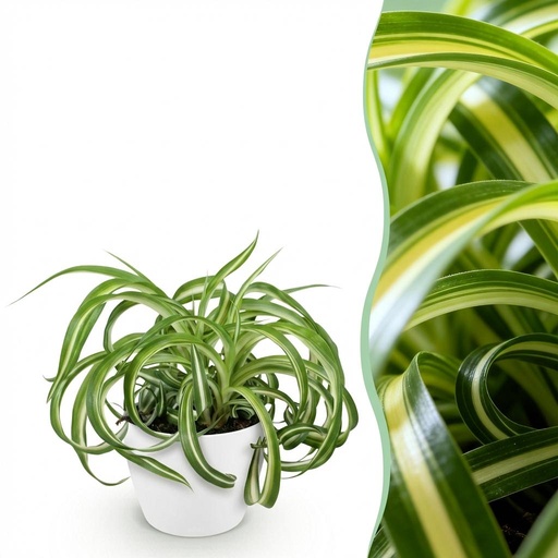 "Zimmerpflanze - Chlorophytum comosum Bonnie - Lockige Graslilie - Haustierfreundliche Pflanze - Grün - 1 Pflanze - mit Potter Weiß - Topf 12cm - Höhe 20cm image"