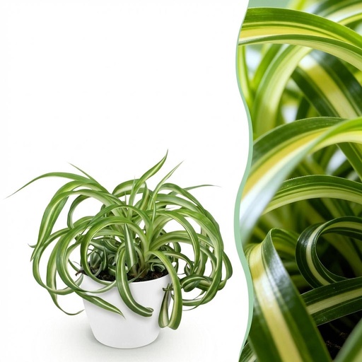 "Grünlilie 'Bonnie' (Chlorophytum comosum) – pflegeleichte Zimmerpflanze, im Übertopf, Topf-Ø 12 cm, Höhe ca. 20 cm image"