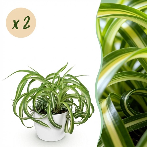 "Zimmerpflanze - Chlorophytum comosum Bonnie - Lockige Graslilie - Haustierfreundliche Pflanze - Grün - 2 Pflanzen - mit Potter Weiß - Topf 12cm - Höhe 20cm image"