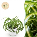 Zimmerpflanze - Chlorophytum comosum Bonnie - Lockige Graslilie - Haustierfreundliche Pflanze - Grün - 4 Pflanzen - mit Potter Weiß - Topf 12cm - Höhe 20cm