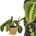Zimmerpflanze - Maranta Fascinator Tricolour - Gebetsblatt - Haustierfreundliche Pflanze - Grün - 1 Pflanze - mit Korb - Topf 12cm - Höhe 25cm