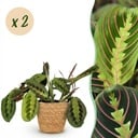 Zimmerpflanze - Maranta Fascinator Tricolour - Gebetsblatt - Haustierfreundliche Pflanze - Grün - 2 Pflanzen - mit Korb - Topf 12cm - Höhe 25cm