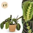 Zimmerpflanze - Maranta Fascinator Tricolour - Gebetsblatt - Haustierfreundliche Pflanze - Grün - 4 Pflanzen - mit Korb - Topf 12cm - Höhe 25cm