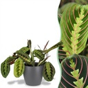 Zimmerpflanze - Maranta Fascinator Tricolour - Gebetsblatt - Haustierfreundliche Pflanze - Grün - 1 Pflanze - mit Potter Grau - Topf 12cm - Höhe 25cm