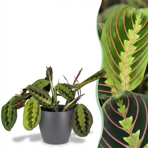 "Zimmerpflanze - Maranta Fascinator Tricolour - Gebetsblatt - Haustierfreundliche Pflanze - Grün - 1 Pflanze - mit Potter Grau - Topf 12cm - Höhe 25cm image"
