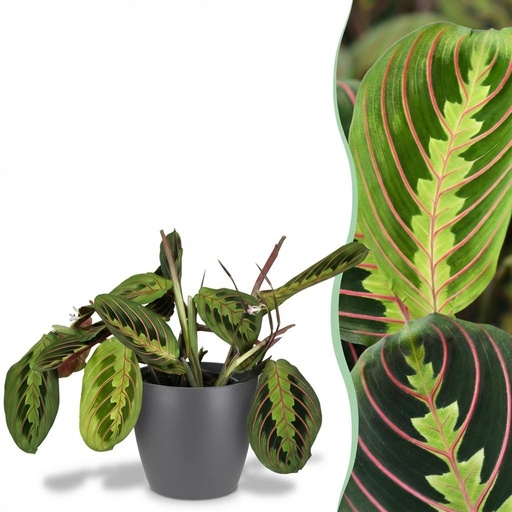 "Pfeilwurz 'Tricolour' (Maranta) – pflegeleichte Zimmerpflanze, im Übertopf, Topf-Ø 12 cm, Höhe ca. 25 cm image"