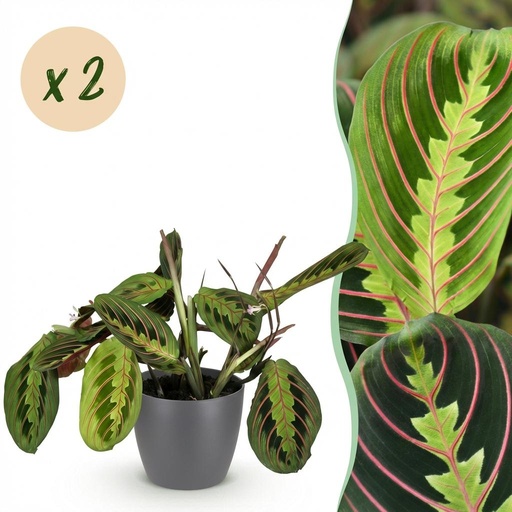 "Zimmerpflanze - Maranta Fascinator Tricolour - Gebetsblatt - Haustierfreundliche Pflanze - Grün - 2 Pflanzen - mit Potter Grau - Topf 12cm - Höhe 25cm image"