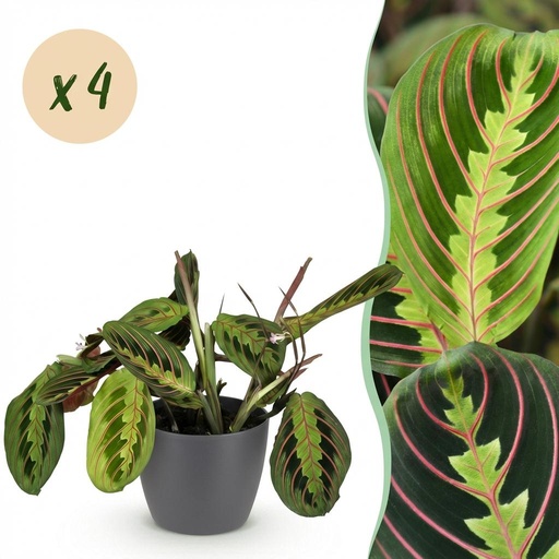 "Zimmerpflanze - Maranta Fascinator Tricolour - Gebetsblatt - Haustierfreundliche Pflanze - Grün - 4 Pflanzen - mit Potter Grau - Topf 12cm - Höhe 25cm image"