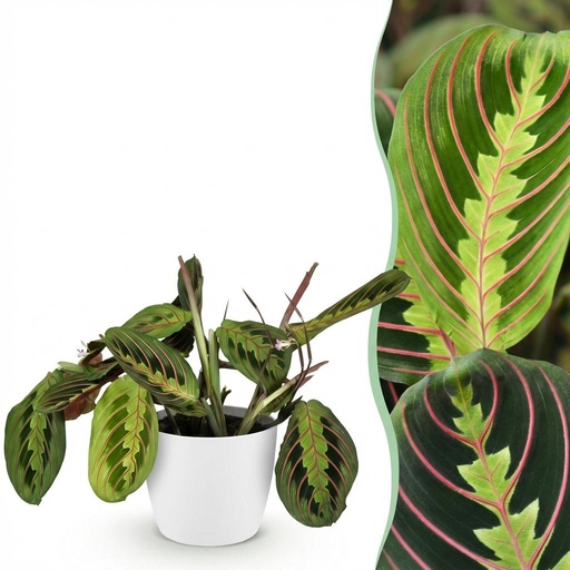 "Zimmerpflanze - Maranta Fascinator Tricolour - Gebetsblatt - Haustierfreundliche Pflanze - Grün - 1 Pflanze - mit Potter Weiß - Topf 12cm - Höhe 25cm image"