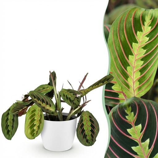 "Pfeilwurz 'Tricolour' (Maranta) – pflegeleichte Zimmerpflanze, im Übertopf, Topf-Ø 12 cm, Höhe ca. 25 cm image"