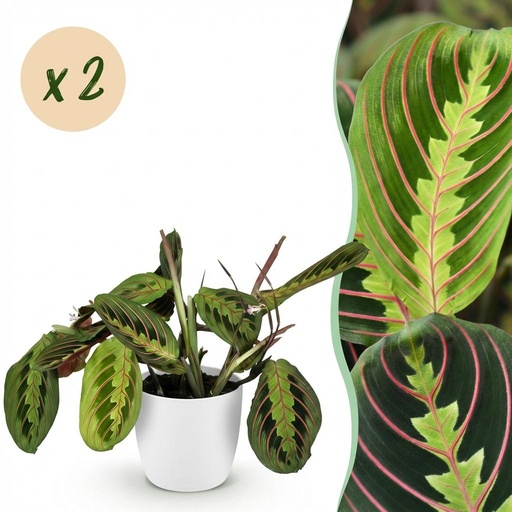 "Zimmerpflanze - Maranta Fascinator Tricolour - Gebetsblatt - Haustierfreundliche Pflanze - Grün - 2 Pflanzen - mit Potter Weiß - Topf 12cm - Höhe 25cm image"
