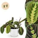 Zimmerpflanze - Maranta Fascinator Tricolour - Gebetsblatt - Haustierfreundliche Pflanze - Grün - 4 Pflanzen - mit Potter Weiß - Topf 12cm - Höhe 25cm