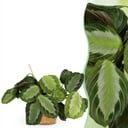 Zimmerpflanze - Maranta Fascinator Silverband - Gebetspflanze - Haustierfreundliche Pflanze - Grün - 1 Pflanze - mit Korb - Topf 12cm - Höhe 25cm