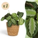 Zimmerpflanze - Maranta Fascinator Silverband - Gebetspflanze - Haustierfreundliche Pflanze - Grün - 2 Pflanzen - mit Korb - Topf 12cm - Höhe 25cm