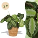 Zimmerpflanze - Maranta Fascinator Silverband - Gebetspflanze - Haustierfreundliche Pflanze - Grün - 4 Pflanzen - mit Korb - Topf 12cm - Höhe 25cm