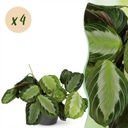 Zimmerpflanze - Maranta Fascinator Silverband - Gebetspflanze - Haustierfreundliche Pflanze - Grün - 4 Pflanzen - mit Potter Grau - Topf 12cm - Höhe 25cm