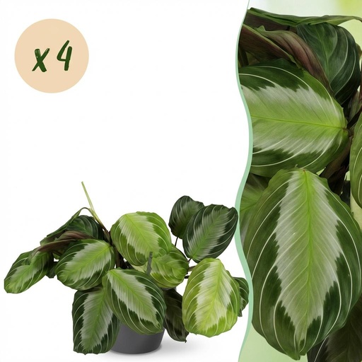 "Zimmerpflanze - Maranta Fascinator Silverband - Gebetspflanze - Haustierfreundliche Pflanze - Grün - 4 Pflanzen - mit Potter Grau - Topf 12cm - Höhe 25cm image"