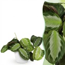 Zimmerpflanze - Maranta Fascinator Silverband - Gebetspflanze - Haustierfreundliche Pflanze - Grün - 1 Pflanze - mit Potter Weiß - Topf 12cm - Höhe 25cm