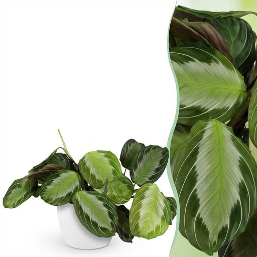 "Zimmerpflanze - Maranta Fascinator Silverband - Gebetspflanze - Haustierfreundliche Pflanze - Grün - 1 Pflanze - mit Potter Weiß - Topf 12cm - Höhe 25cm image"